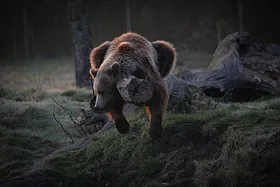 Fotografernes dag i Skandinavisk Dyrpark