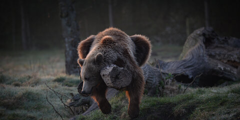 Fotografernes dag i Skandinavisk Dyrpark