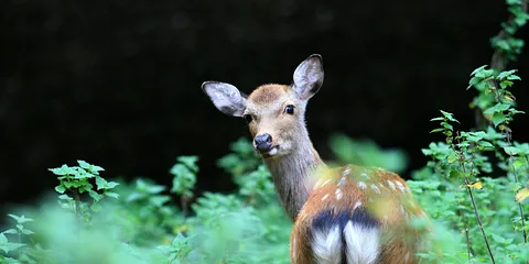 Efterår i Dyrehaven