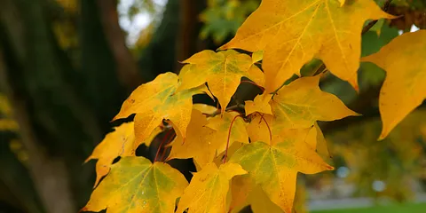 Efterår i Botanisk Have
