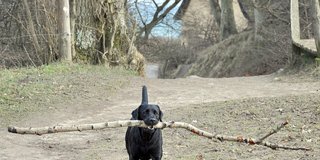 Stem på den sødeste hund